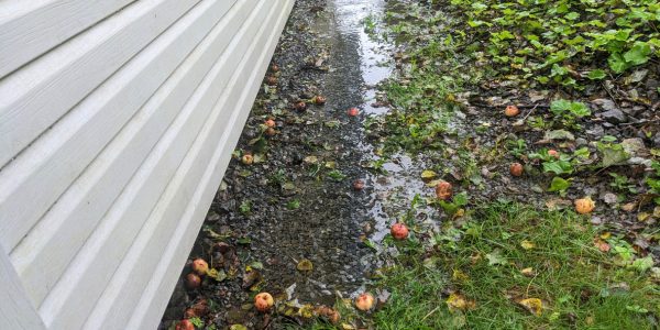 Fallen apples on wet ground alongside a white building wall with green foliage.