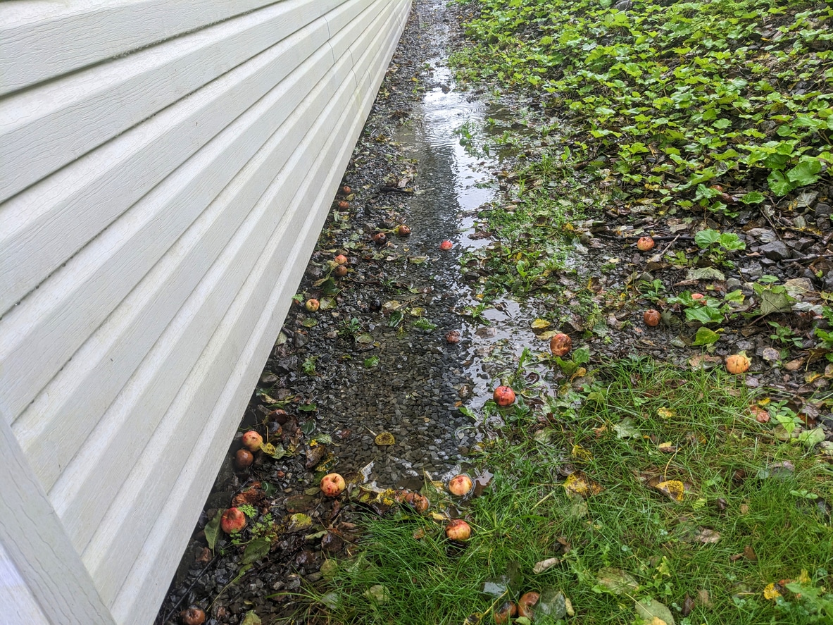 Fallen apples on wet ground alongside a white building wall with green foliage.